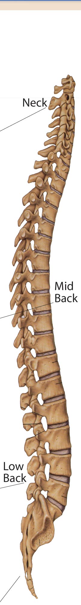 Advanced technology and extensive diagnostic training assure the chiropractic physician--and you--that the findings are valid and the prognosis reliable